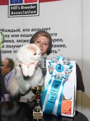 Выставка кошек 'Осенний Кэт-Салон' 30 ноября-1 декабря 2013., WCF-ринги 2653